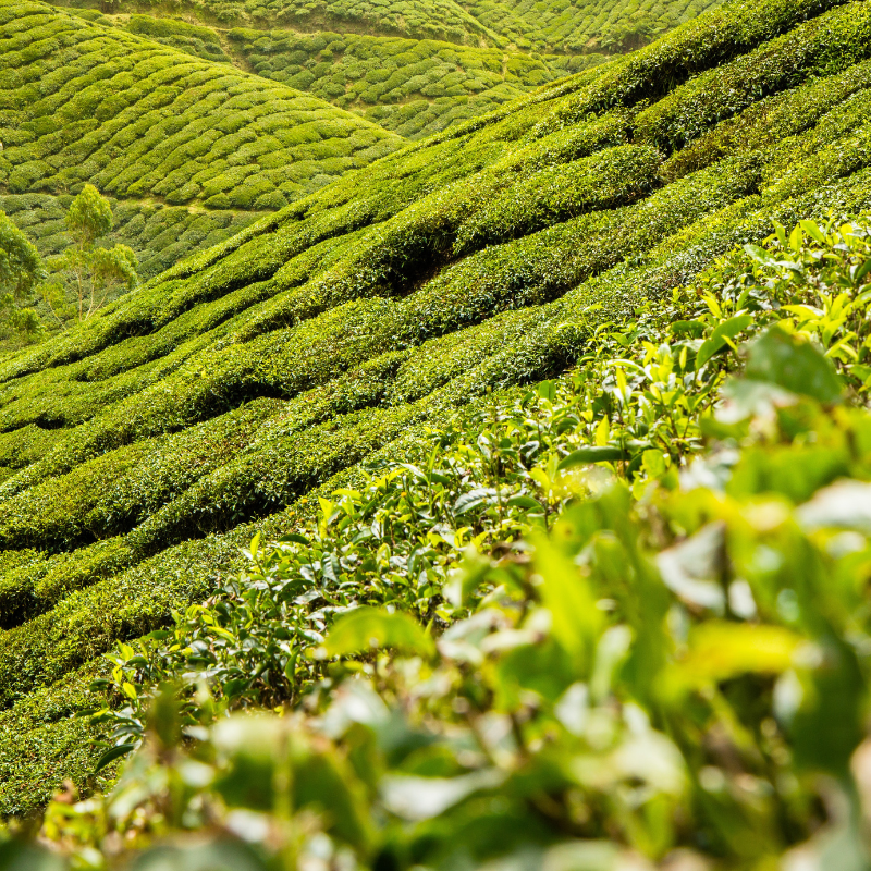 brown-house-and-tea-pu-erh-bio-ekologiczna-herbata-yunnan-50-g