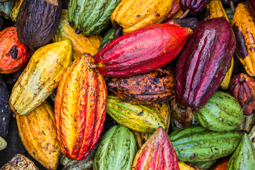 kolorowe-owoce-kakao-w-roznorodnych-barwach-zolte-czerwone-zielone-i-brazowe-rozne-odmiany-kakao