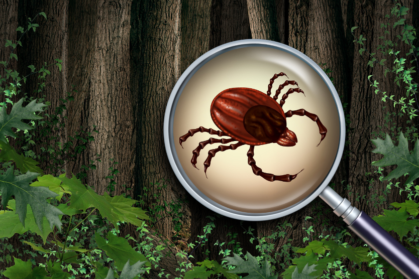 Kleszcz pod lupą w lesie – naturalna ochrona przed kleszczami za pomocą olejków eterycznych